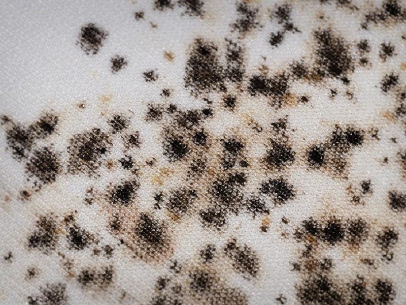 Traces of bed bugs on laundry