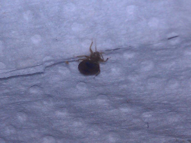 Get a bedbug at night