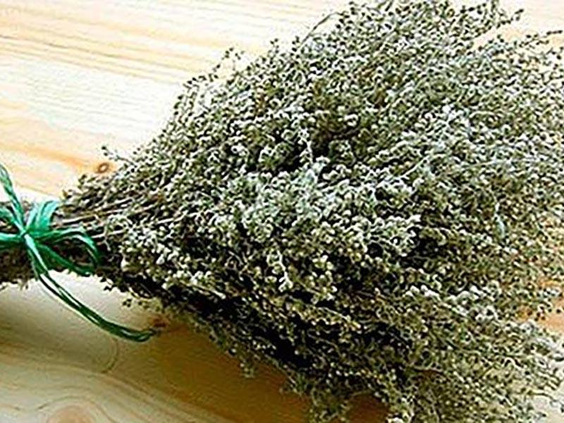 Wormwood herb from bedbugs