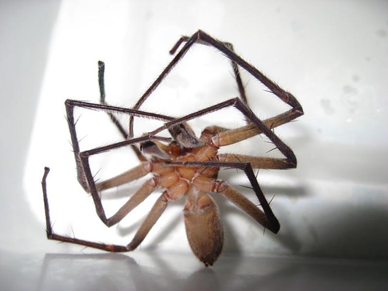 Cyper vernichtet Insekten und Spinnen