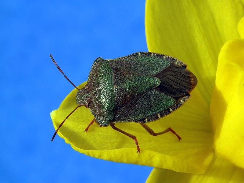 The color of garden bugs