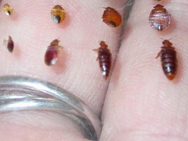 Types of bed bugs