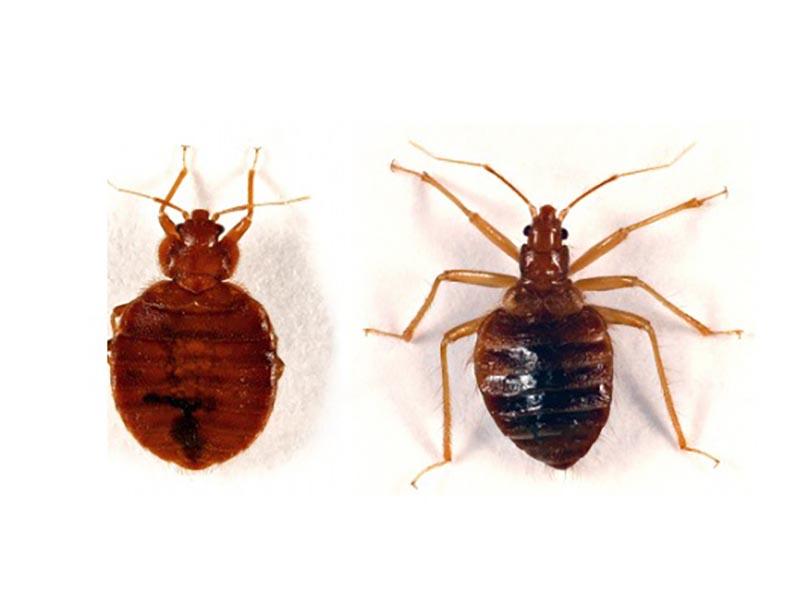 Types of bed bugs