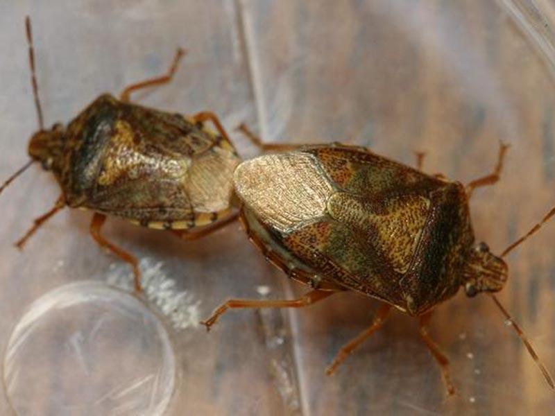 Stink bug: what it looks like, where it hurts, and how to fight it. photo of the bug 09
