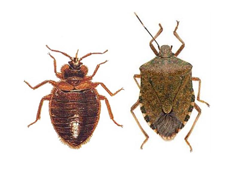 External differences between the bed bug and the forest bug