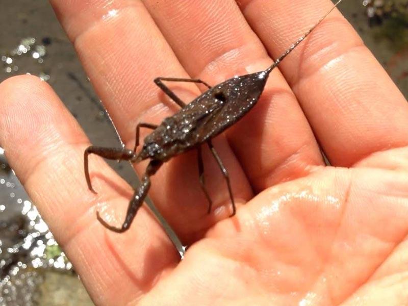 a water scorpion bites a man