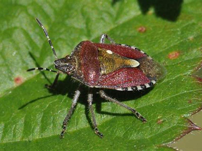 Stink bug: what it looks like, where it hurts, and how to fight it. photo of the bug 15