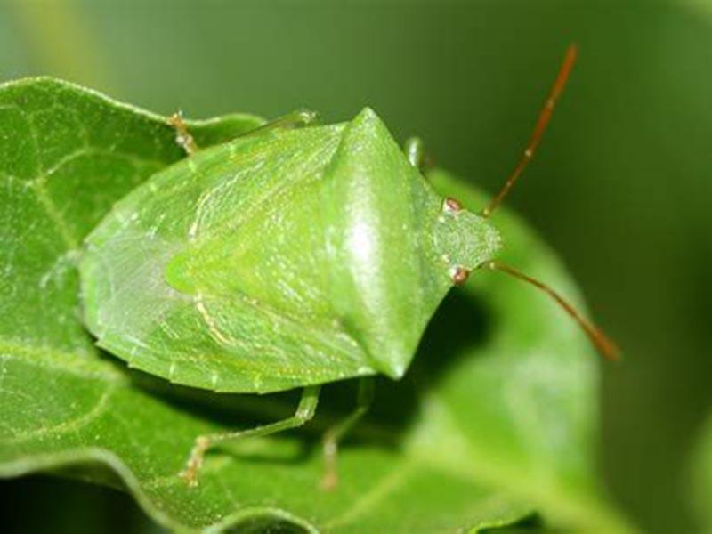 Stink bug: what it looks like, where it hurts, and how to fight it. photo of the bug 13