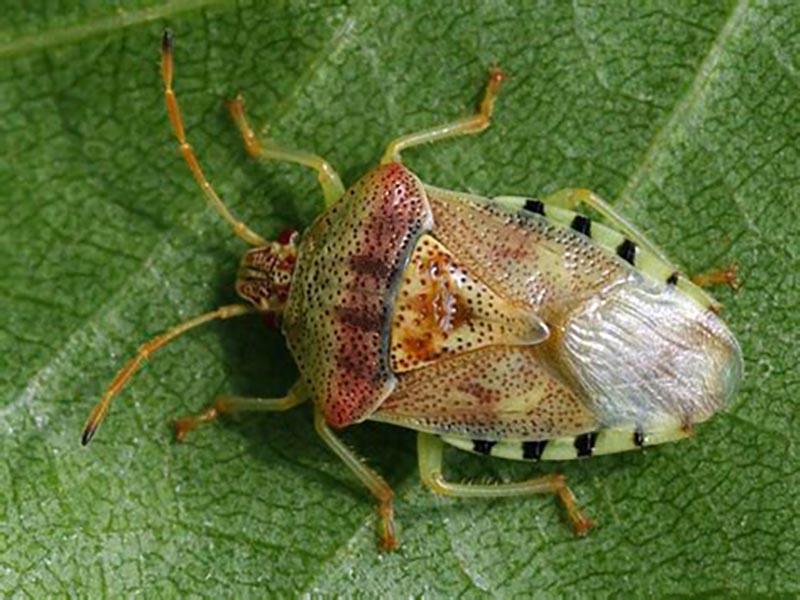 Killer bugs are sometimes confused with shieldbugs