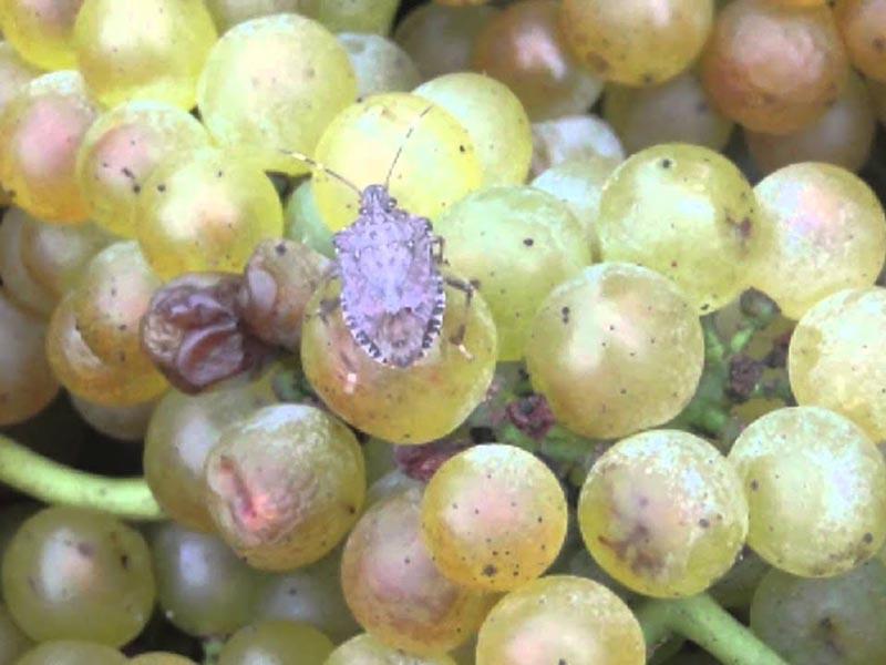 Испорченный виноград