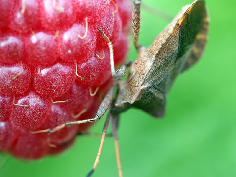 Bed bugs like to eat raspberries