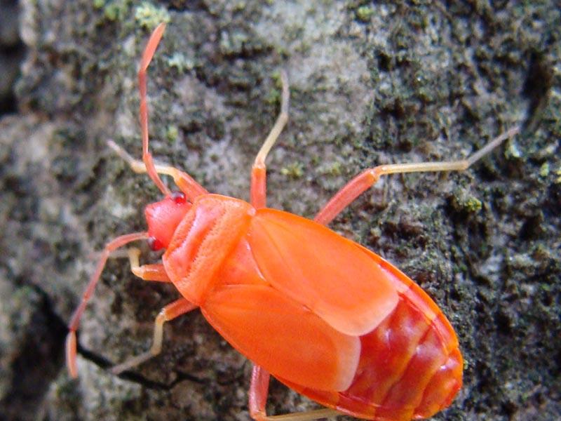 Red bug larva