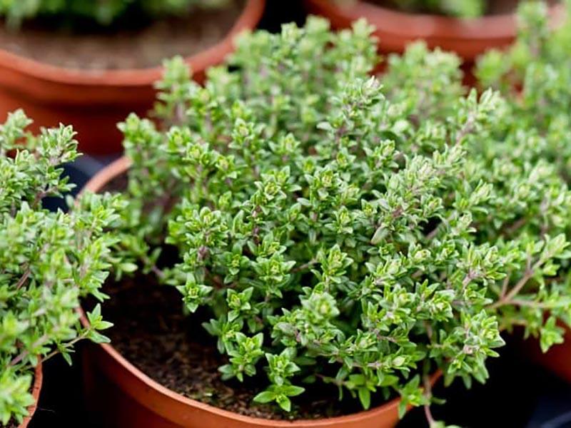 Thyme infusion can help with alcoholism