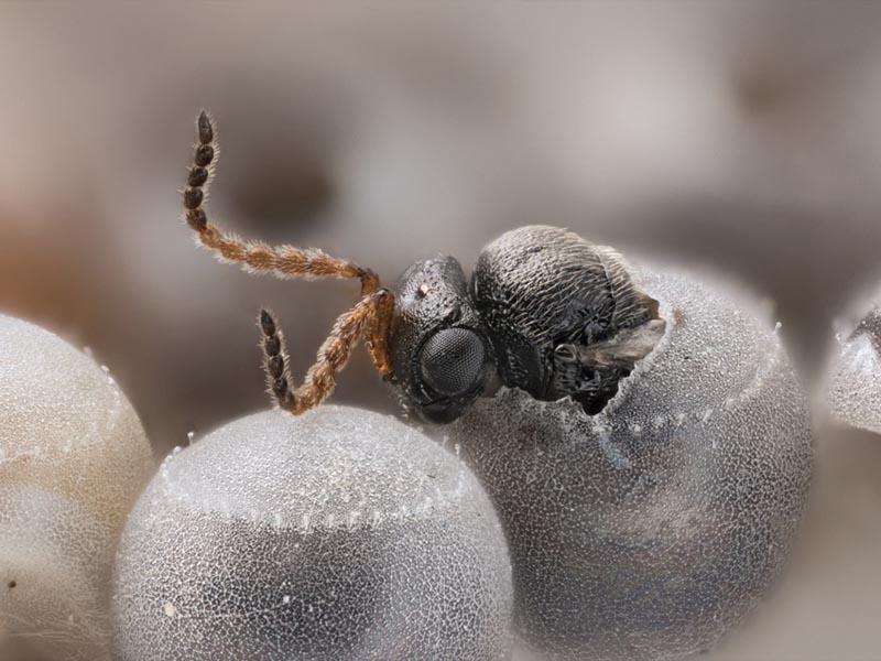 Una vespa samurai distrugge le uova dei parassiti