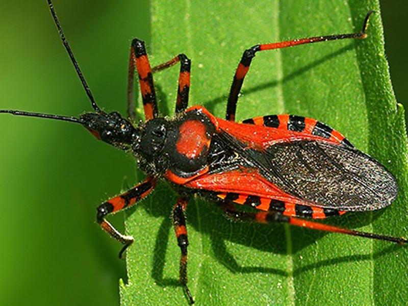 Triatomine bug - an exotic insect