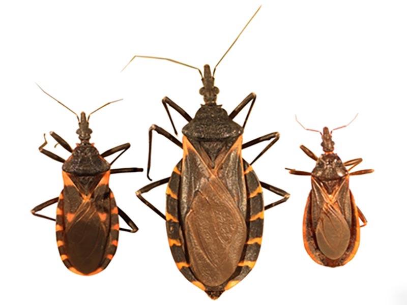 The kissing bug has a flat and elongated body