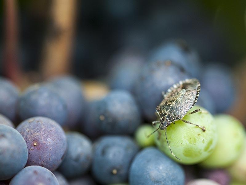 Les raisins sont l'un des mets préférés des punaises de marbre.