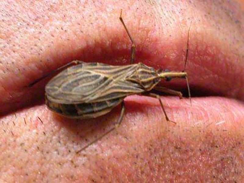 Il parassita è portatore della malattia di Chagas