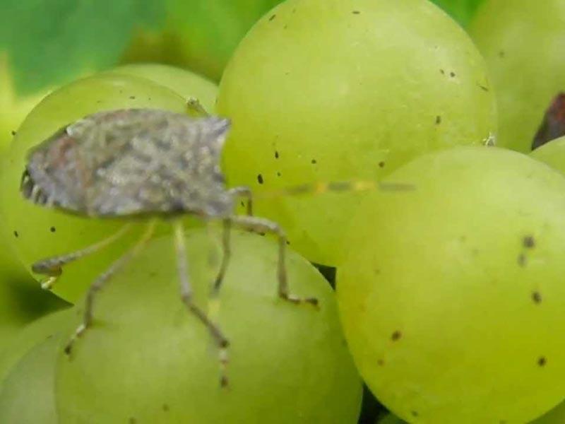 Pests often hide in grapes