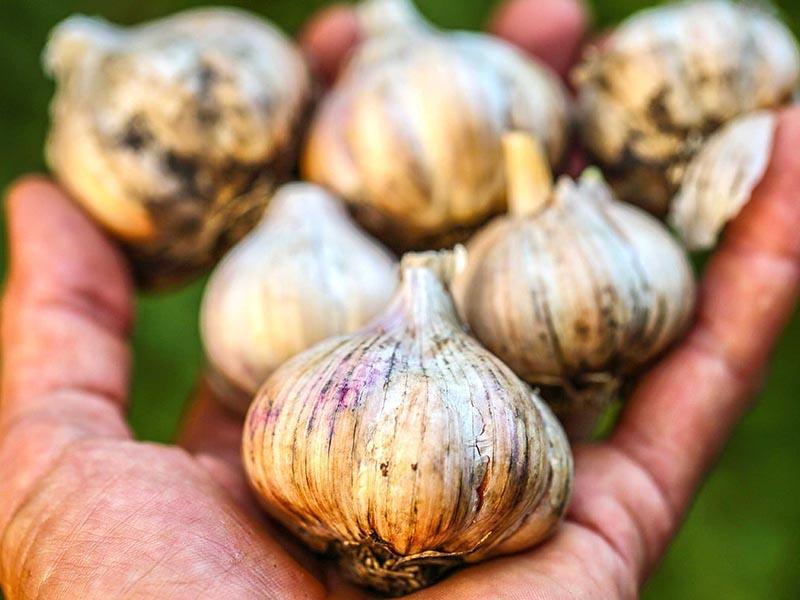 The smell of garlic will repel insects
